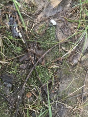 Fissidens
