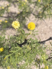 Vachellia farnesiana