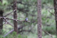 Dicrurus leucophaeus