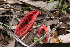Clathrus archeri