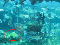 Haemulon flavolineatum