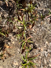 Diplacus longiflorus