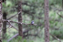 Dicrurus leucophaeus