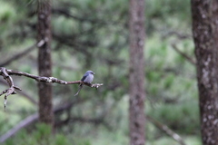 Dicrurus leucophaeus