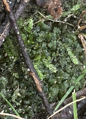 Fissidens