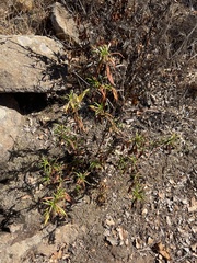 Diplacus longiflorus