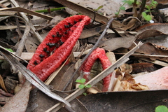 Clathrus archeri