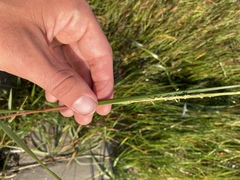 Sporobolus alterniflorus