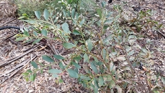 Acacia complanata