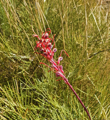 Grevillea dryandri