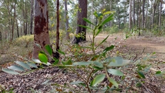 Acacia complanata