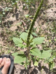 Amaranthus