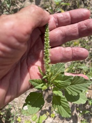 Amaranthus