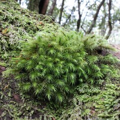 Pyrrhobryum paramattense