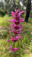 Agastache mexicana