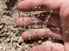 Hypertelis umbellata