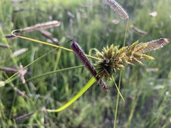 Cyperus eragrostis