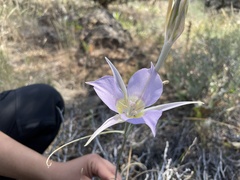 Calochortus macrocarpus