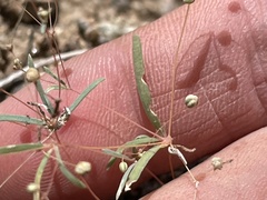 Hypertelis umbellata