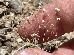 Hypertelis umbellata