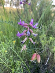 Astragalus hallii