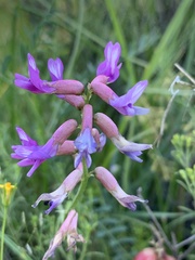 Astragalus hallii