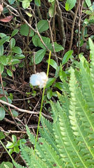 Eriophorum virginicum