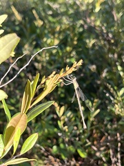 Lestidae