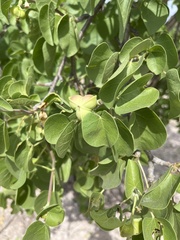 Jatropha cinerea