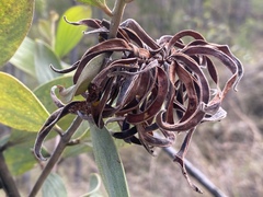 Acacia nesophila
