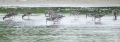Calidris himantopus