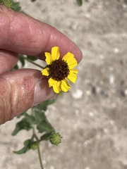 Encelia palmeri