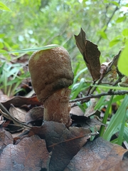 Hypomyces hyalinus