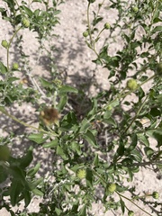 Encelia palmeri
