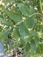 Fraxinus latifolia