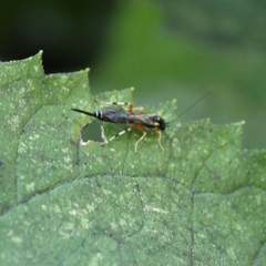 Itoplectis conquisitor