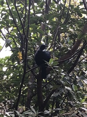 Prosthemadera novaeseelandiae novaeseelandiae