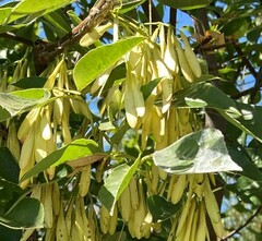Fraxinus latifolia