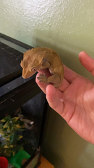 Correlophus ciliatus