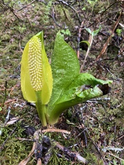 Lysichiton americanus