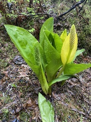 Lysichiton americanus