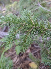 Picea glauca densata