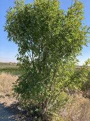 Fraxinus latifolia