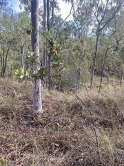 Acacia nesophila