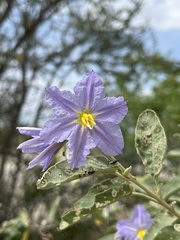 Solanum hindsianum
