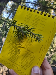 Picea glauca densata