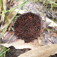 Hexagonia vesparia