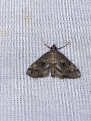 Parapoynx obscuralis