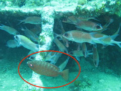 Heteropriacanthus cruentatus