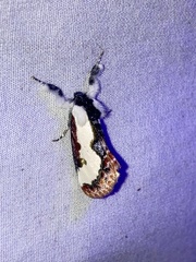 Eudryas unio